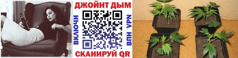 Бошки Шишки гибрид Железноводск
